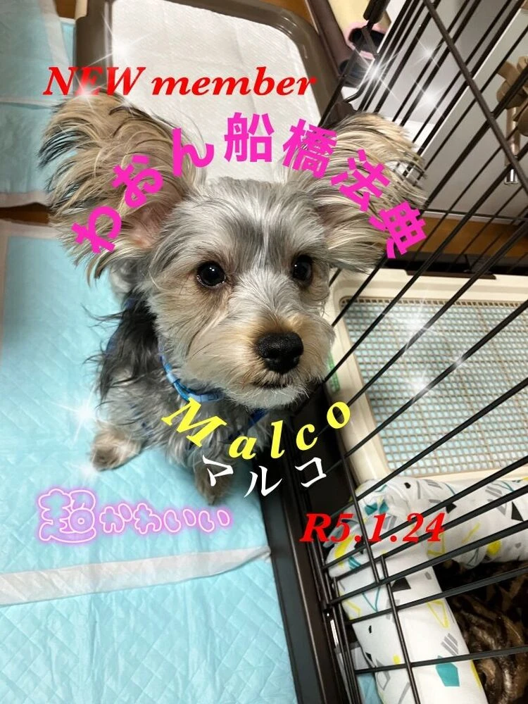 ブログ画像