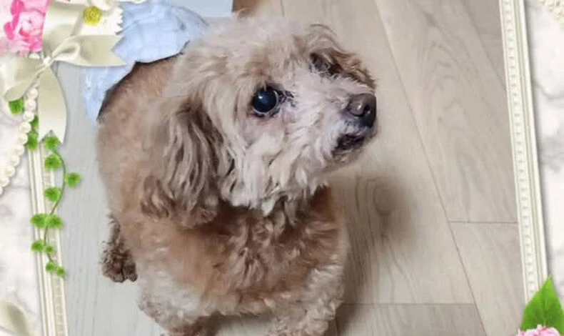 動画サムネイル